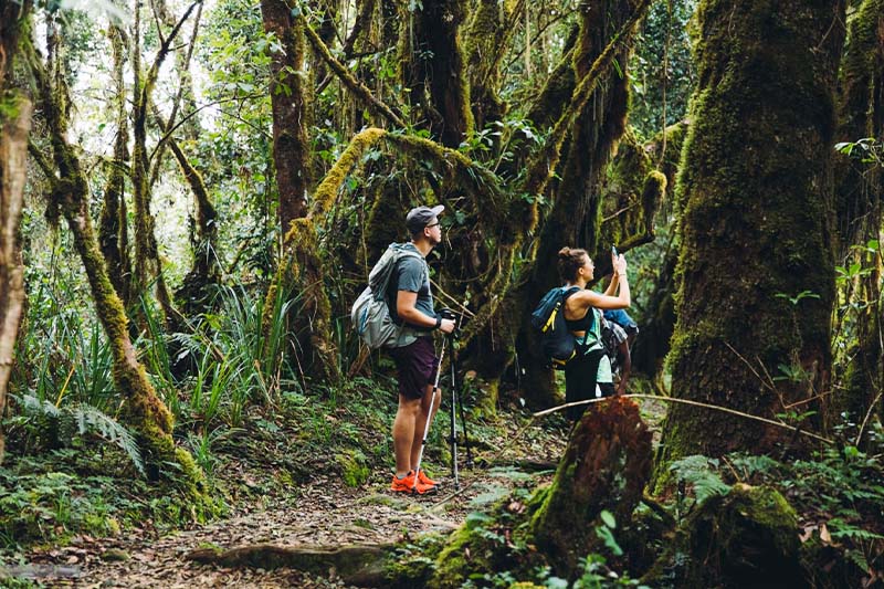 Kilimanjaro Day Hike