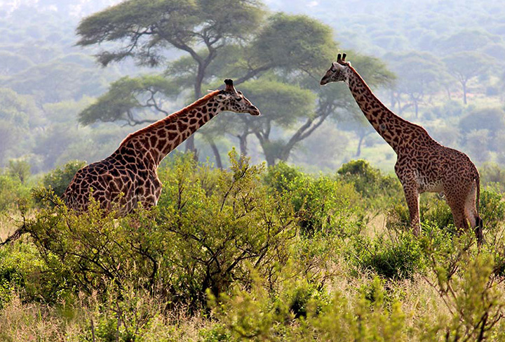 Arusha National Park