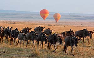 Tanzania Safaris