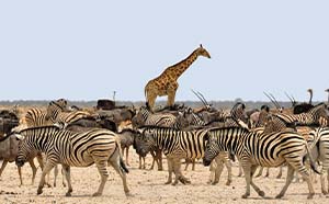 Tanzania Safaris