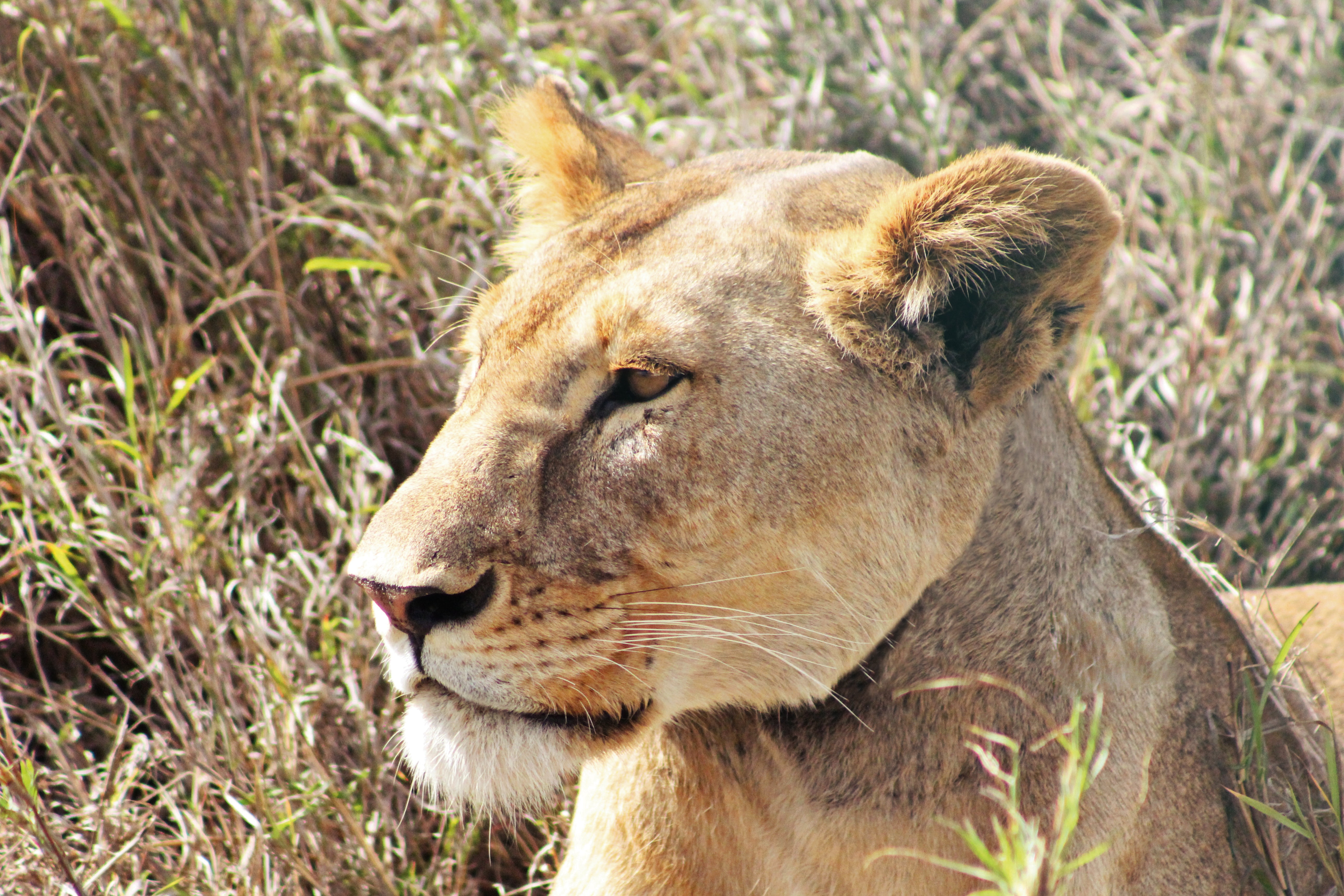 Serengeti Safari Adventure