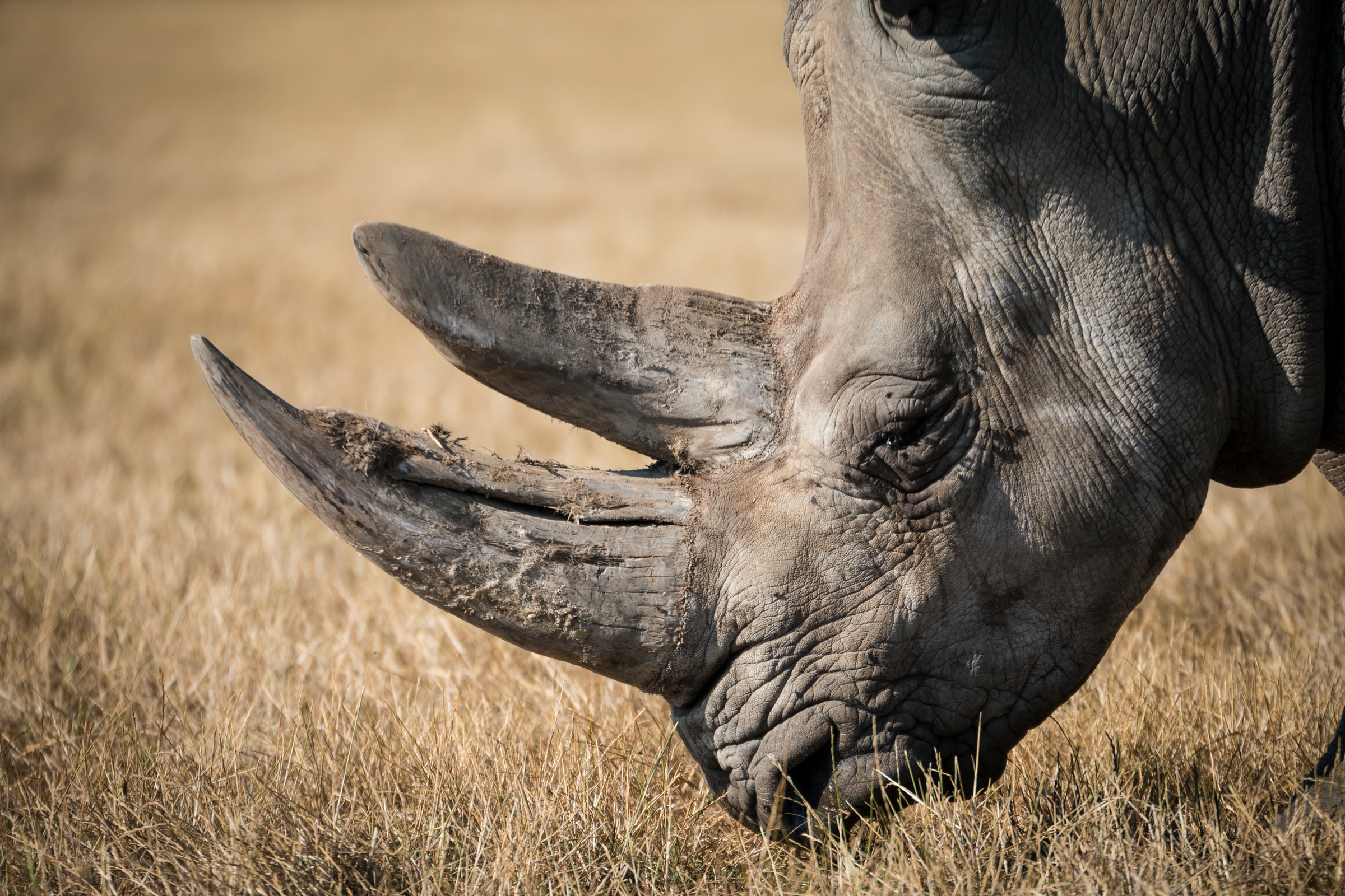 Ngorongoro Crater Safari